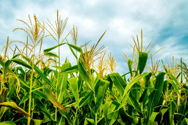 agricultural-Farms-pakistan